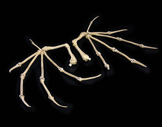 Mythic Legions: All-Stars Bone Wings